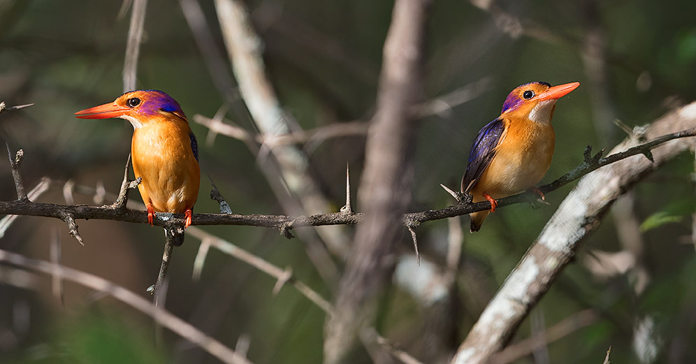 African Pygmy Kingfisher